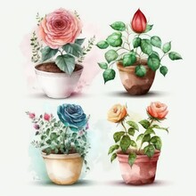 4 Different Types Of Cute Rose Pot On White Blank Background. Watercolour Of Roses. Watercolour Of Rose. Generative AI.