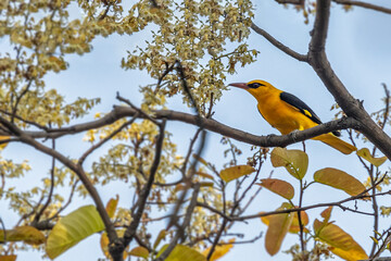 Wall Mural - Indian Oriole sitting and resting on a tree