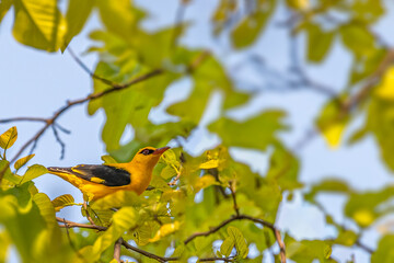 Wall Mural - An Indian Oriole on a tree