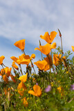 Fototapeta Kwiaty - A group of California Golden poppies