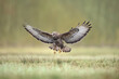 © Marcin Perkowski - landing Common buzzard Buteo buteo in the fields in winter snow, buzzards in natural habitat, hawk bird on the ground, predatory bird close up winter bird