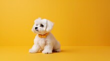 White Fluffy Maltese Puppy Isolated On Orange Background With Copy Space. Generative Ai Dog Illustration