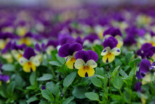 Colorful Pansies (Viola Wittrockiana) Blossom In The Spring