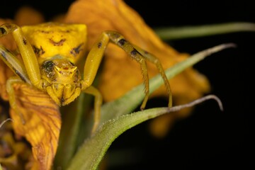 Wall Mural - Closeup shot of a yellow goldenrod crab spider perched on a flower in a dark background