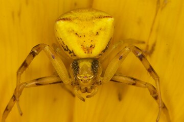 Wall Mural - Closeup shot of a yellow goldenrod crab spider perched on a flower