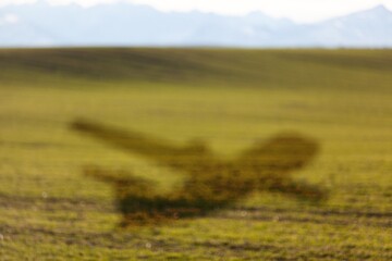 Canvas Print - Shadow of the plane at green big agricultural field.