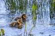 Pair of newly hatched baby Mallard ducks in choppy water at lake edge in pouring rain