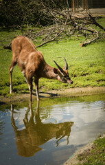 Wall Mural - Antelope is standing in the water in the zoo near to the fence. They have not place for living.