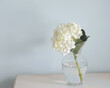 © Tara Doyle - Single Hydrangea in a vase
