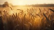  a field of wheat is shown in the sun setting over the horizon of a field of wheat in the foreground, with the sun shining on the horizon of the horizon.  generative ai