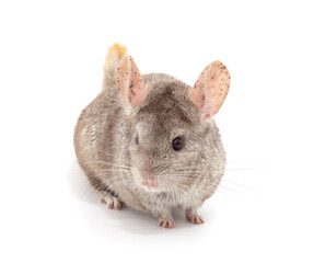 Wall Mural - One brown chinchilla.