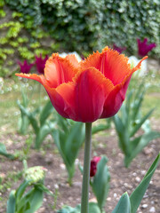 Wall Mural - tulip dark orange curly petals