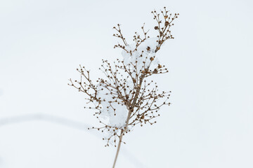 Poster - Dry flower with ice on a winter day, close up outdoor photo