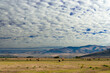 Farm with cumulus clouds, Montana, USA