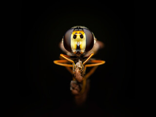 hover fly fine art portrait macro