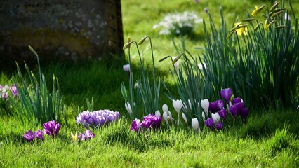 Poster - Wild Spring Flowers in Bloom