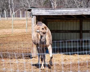 horse in the farm