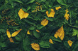 © Leigh Prather - Foliage background with a variety of vibrant plant leaves showing a diverse ecosystem and the biodiversity of nature with unique gold plant leaves. Environmentally friendly or Earth day background.