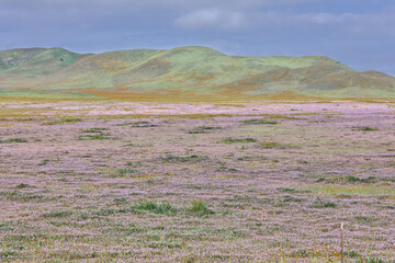 Wall Mural - Carrizo Plains National Monument During 2023 Superbloom on Overcast Morning