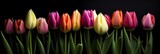 Fototapeta Tulipany - Row of colorful, bright, spring tulips (generative ai)