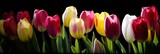 Fototapeta Tulipany - Row of colorful, bright, spring tulips (generative ai)