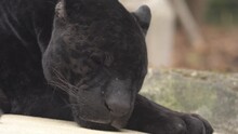 Close Up Of A Black Panther Sleeping In A Zoo Park. Zoom In