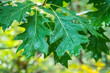 Branches of the northern red oak with green serrated leaves covered with water drops during a rain, background