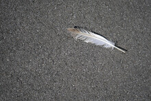 Feather On The Path
