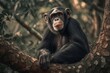 portrait chimpanzee in the forest