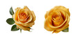 yellow roses isolated on a transparent background. Spring flowers for layouts, cards, mockups, invitation etc.