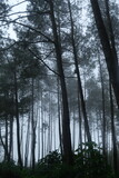 Fototapeta Na ścianę - fog in the pine forest. a pine forest that gets misty when it rains. the forest looks mystical.
