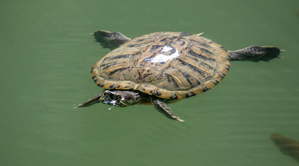 Wall Mural - Turtle swims in the water of the lake.