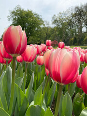 Wall Mural - group of pink and white tulips in a garden