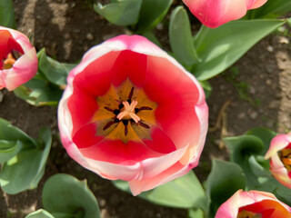 Wall Mural - view from above of a pink and white tulip in the garden