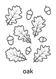 Fototapeta Big Ben - Oak leaves and oak fruits vector line icons. Nature and ecology. Isolated collection of leaves oak for websites icon on white background.