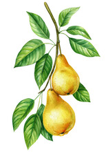 Pear. Tree Branch With Leaves And Fruits On An Isolated White Background, Botanical Illustration Painted In Watercolor, Ripe Juicy Pears