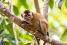 Cute Monkey On A Tree Branch