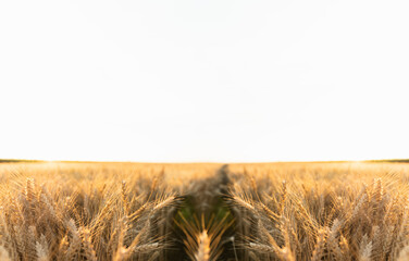 Golden wheat field in sunset