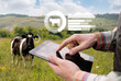 Farmer with tablet computer inspects cows in the pasture. Herd management concept.	
