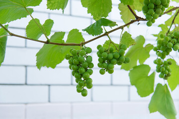 Poster - Large bunches of grapes. Grape vines in the garden, gardening. Seasonal harvest.	