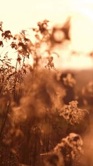 Canvas Print - Calm vertical shot of a field with flowers swaying in wind with dreamy bright sunshine in the sky