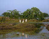 Fototapeta Łazienka - Group of cattle egrets resting on a small island in a lake.