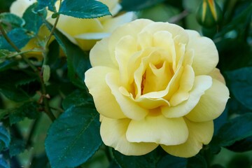 Poster - Closeup of a beautiful Rosa 'Arthur Bell'