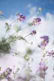 Fototapeta Dmuchawce - Dzika łąka oświetlona letnimi promieniami słońca, fioletowe polne kwiaty