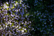 Wiosenne kwiaty w ciepłej różnokolorowej mgiełce, tło z naturą, tekstura