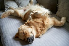 Cute Golden Retriever Sleeping On The White Bed