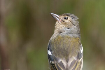 Poster - Close up of a common chaffinch (Fringilla coelebs) looking up on a blurred, natural background