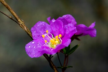 Canvas Print - Shallow focus of a purple Pride of India (Lagerstroemia speciosa) in the garden with blur background