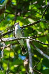 Poster - Gray kingbird bird perching on tree branch with leaves in the garden, vertical shot