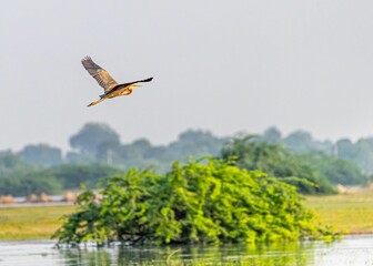 Canvas Print - Purple Heron flying over a lake in search of food